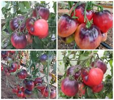 Used, Томат Kas 21 Семена Tomato Seeds Seeds for sale  Shipping to South Africa