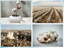 White cotton seeds for sale  Saint Augustine