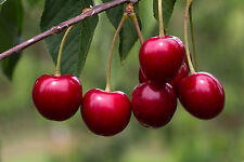 Van cherry tree for sale  NEWTOWNARDS