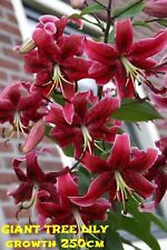 Giant lilium tree for sale  MELTON MOWBRAY