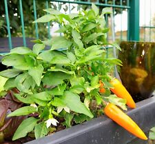 Bulgarian carrot chili gebraucht kaufen  Wegberg