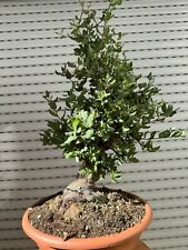 Quercus suber bonsai usato  Italia