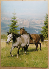 Pferde postkarte vollblut gebraucht kaufen  Kirchrode