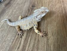 Bearded dragon lizard for sale  GLASGOW