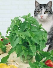 200 catnip seeds for sale  CHESTERFIELD