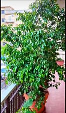 Ficus benjamin pianta usato  Roma