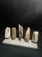 Crystalized petrified wood for sale  Springdale