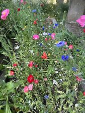 Wild flower habitat for sale  UK