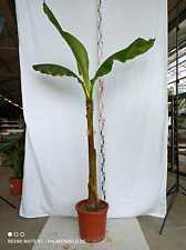 Usato, Musa Basjoo pianta gigante in fibra giapponese banana resistente 170-220 cm usato  Spedire a Italy