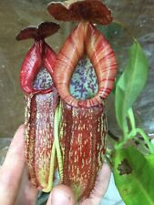 Nepenthes rokko exotica for sale  Platteville