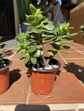 Jade bonsai mature for sale  San Diego
