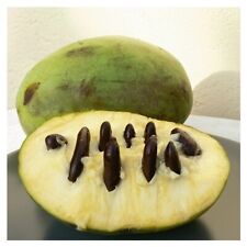 Indianerbanane pawpaw asimina gebraucht kaufen  Jessen