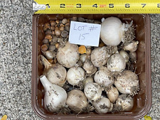 garlic clove for sale  Avon Lake