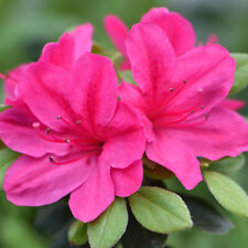 Azalea dwarf pink for sale  IPSWICH