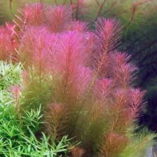 Rotala wallichii live for sale  HOUNSLOW