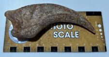 Dinosaur age morocco for sale  Custer