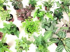Mini terrarium plants for sale  Nashville