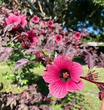 Cranberry hibiscus seed for sale  Vero Beach