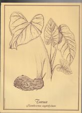 BOTANICAL PRINT , TAHITI , TARUA , XANTHOSOMA SAGITTIFOLIUM, used for sale  Shipping to South Africa