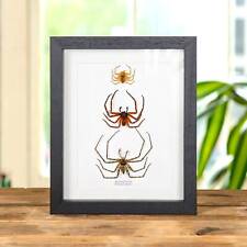 Taxidermy huntsman spiders for sale  UK
