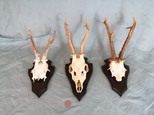 Set of 3 Vintage Very Strong European Roe Deer Antlers Wallmounts for sale  Shipping to South Africa