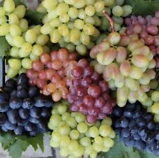 Mixed grape seeds for sale  Copperas Cove