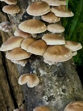 Shiitake mushroom spawn for sale  LONDON