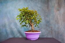 Ficus philippinensis pre for sale  North Fort Myers