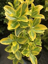 Euonymus golden plant for sale  Saint Albans