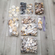 Lbs lot seashells for sale  Sandy