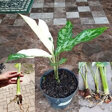 Combination Xanthosoma Sagittifolium Tubers and Aglaonema Comutatum Variegated, used for sale  Shipping to South Africa