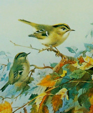 Goldcrests print painting for sale  COLNE