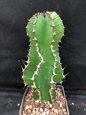 Euphorbia avasmontana vivaio usato  Massafra
