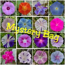 100 morning glory for sale  Bakersfield
