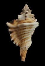 Used, Shell CYMATIUM RANZANII W/O Oman 172 mm # EXCELLENT QUALITY for sale  Shipping to South Africa