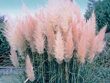 Pink pampas grass for sale  MARCH