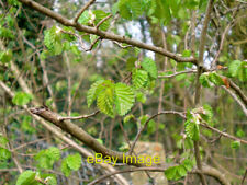 Photo 6x4 Elm foliage growing close to Beverley Brook and the freebord of Richm for sale  Shipping to South Africa