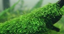 Java moss aquarium for sale  LLANELLI