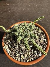 Euphorbia gorgonis cactus for sale  Shipping to Ireland