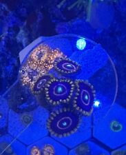 Red hornets zoa for sale  LONDON