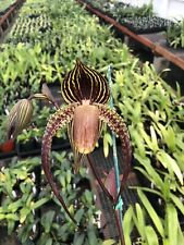 Paphiopedilum bouilly port for sale  Oceanside