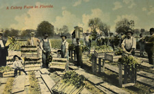 Workers celery farm for sale  Memphis