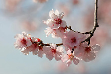 Prunus amygdalus mandorlo usato  Sonnino