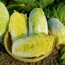 Baby napa cabbage for sale  Irvine