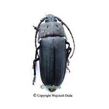 Navosoma luctuosum 42mm for sale  Shipping to United States