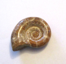 Ammonit versteinert fossil gebraucht kaufen  Pfreimd