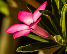 Adenium obesum subs. somalense - rosa del deserto della Somalia (1 pianta vq7) usato  Napoli