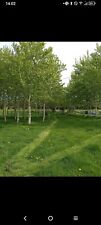 Hybrid arbora cuttings for sale  Ireland