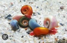 Mixed ramshorn snails for sale  LONDON