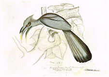 Common grey hornbill for sale  DEREHAM